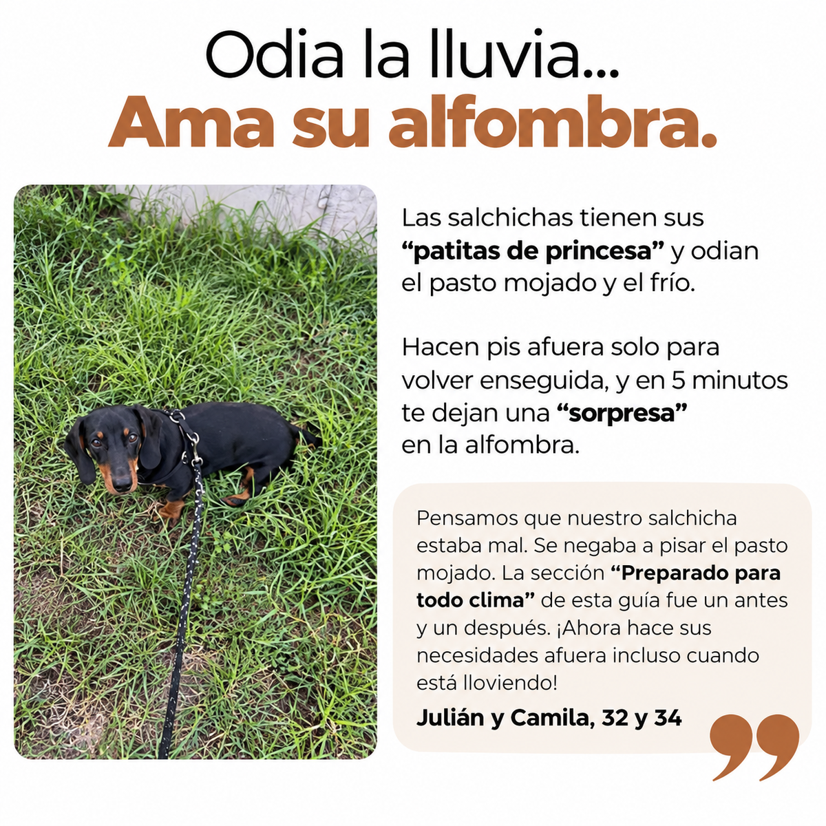 La Guía Completa Del Perro Salchicha