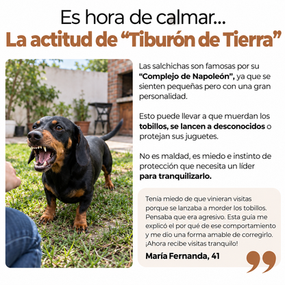 La Guía Completa Del Perro Salchicha